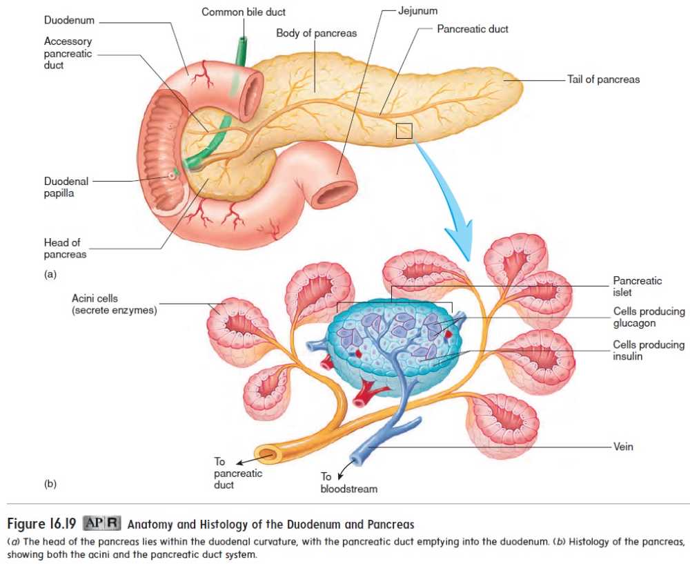 Nervous System: Neurons and Nervous Tissue
