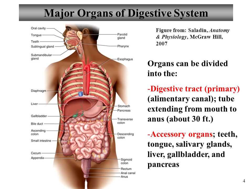 An Overview of Human Physiology: Homeostasis and Feedback Mechanisms