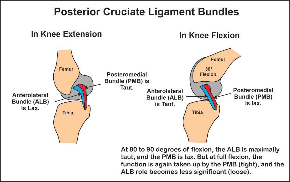 Anterior cruciate ligament integrity is assessed via the _____ test