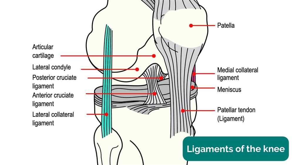 What is the Anterior Cruciate Ligament?