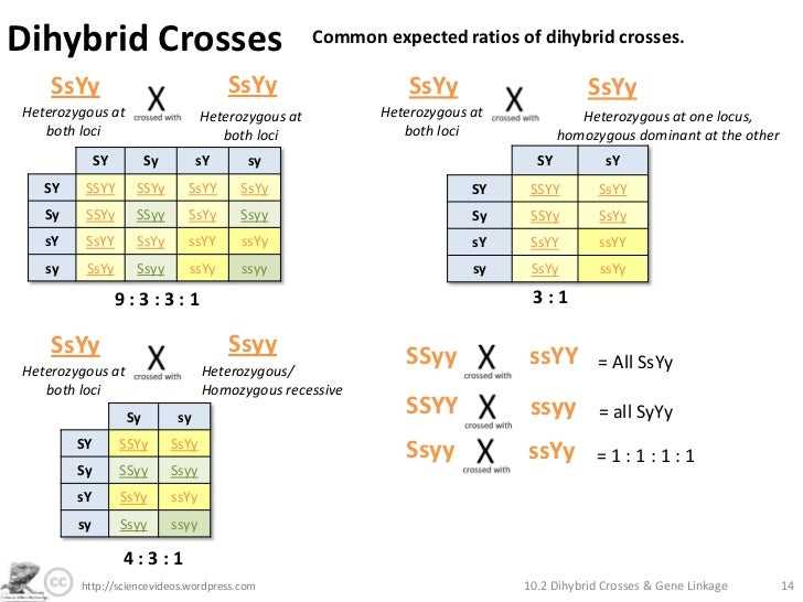 Understanding the Key Concepts of Bikini Bottom Dihybrid Crosses