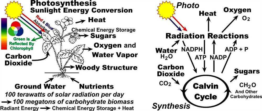 Step 5: Carbon Dioxide Fixation