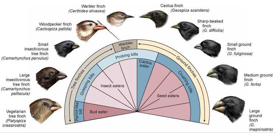 The Ultimate Guide to the Beaks of Finches Lab Answer Key