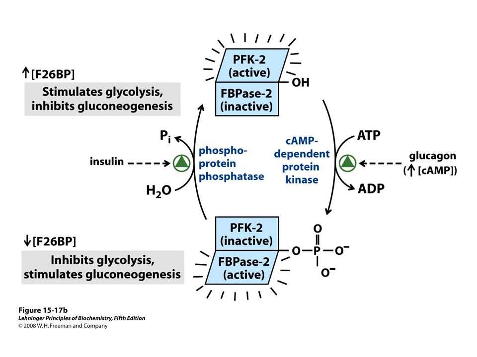  The Importance of Cell Structures: Examining the Role of Organelles 