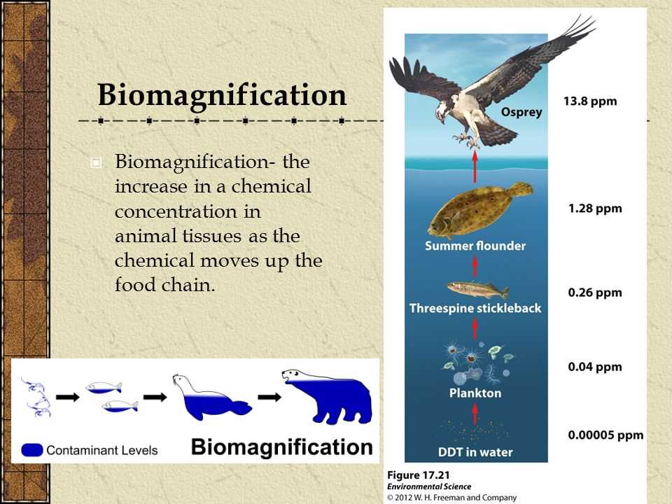 Biomagnification lab answer key