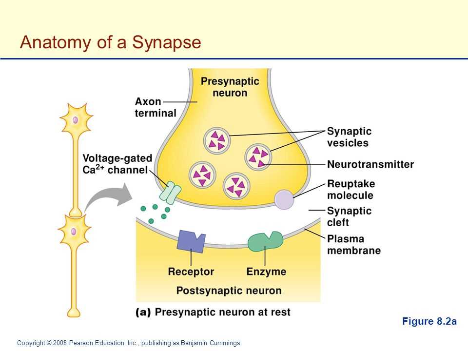 The anatomy of a synapse answers