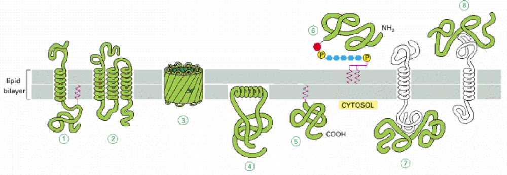 Cell Membrane and Transport