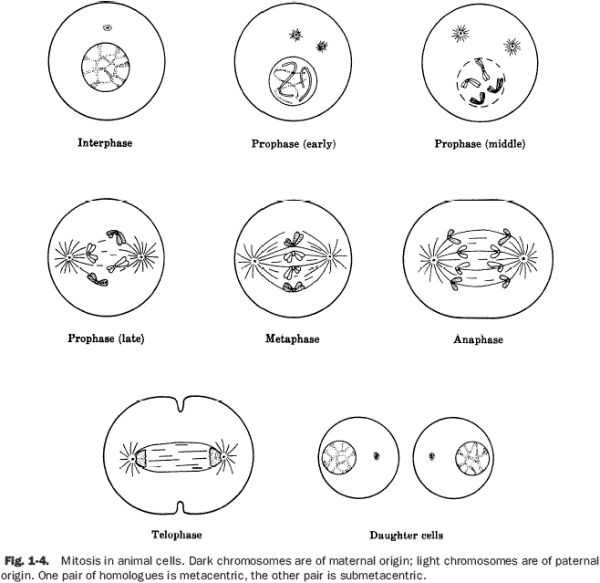 Cell division reinforcement answer key pdf