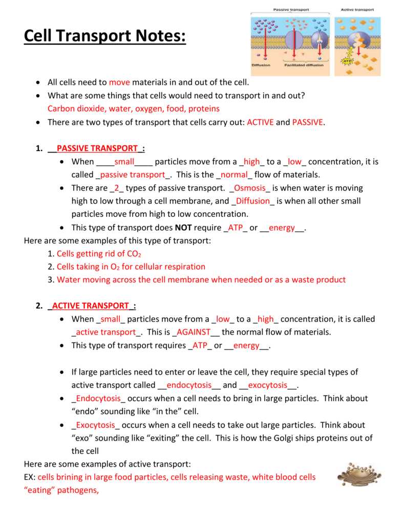 Exocytosis