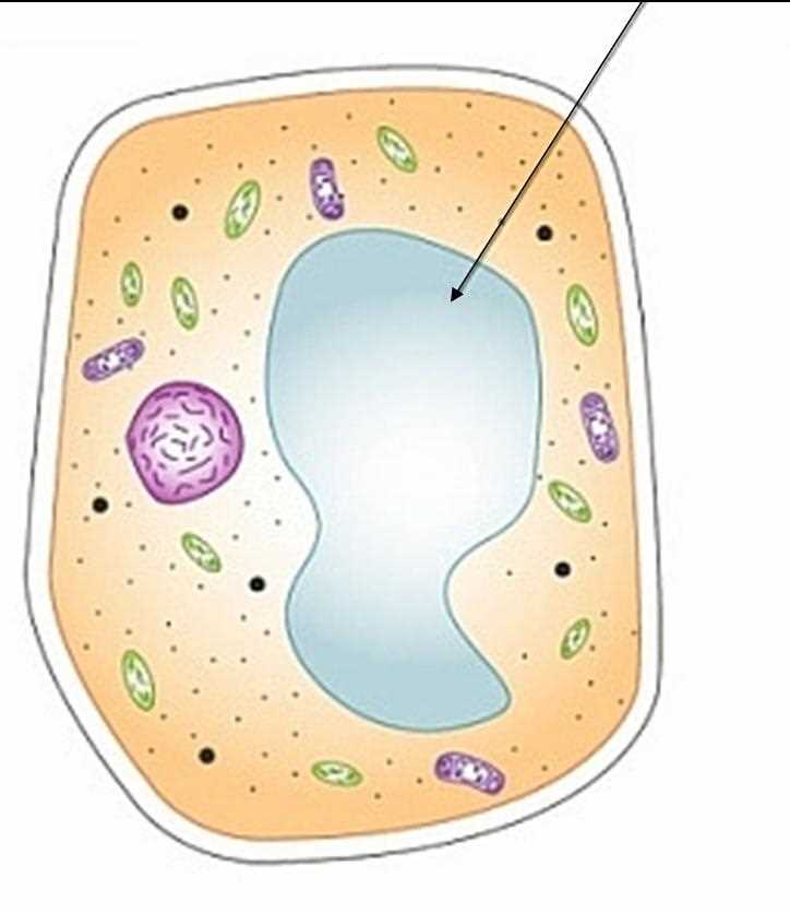 Cell biology exam 1