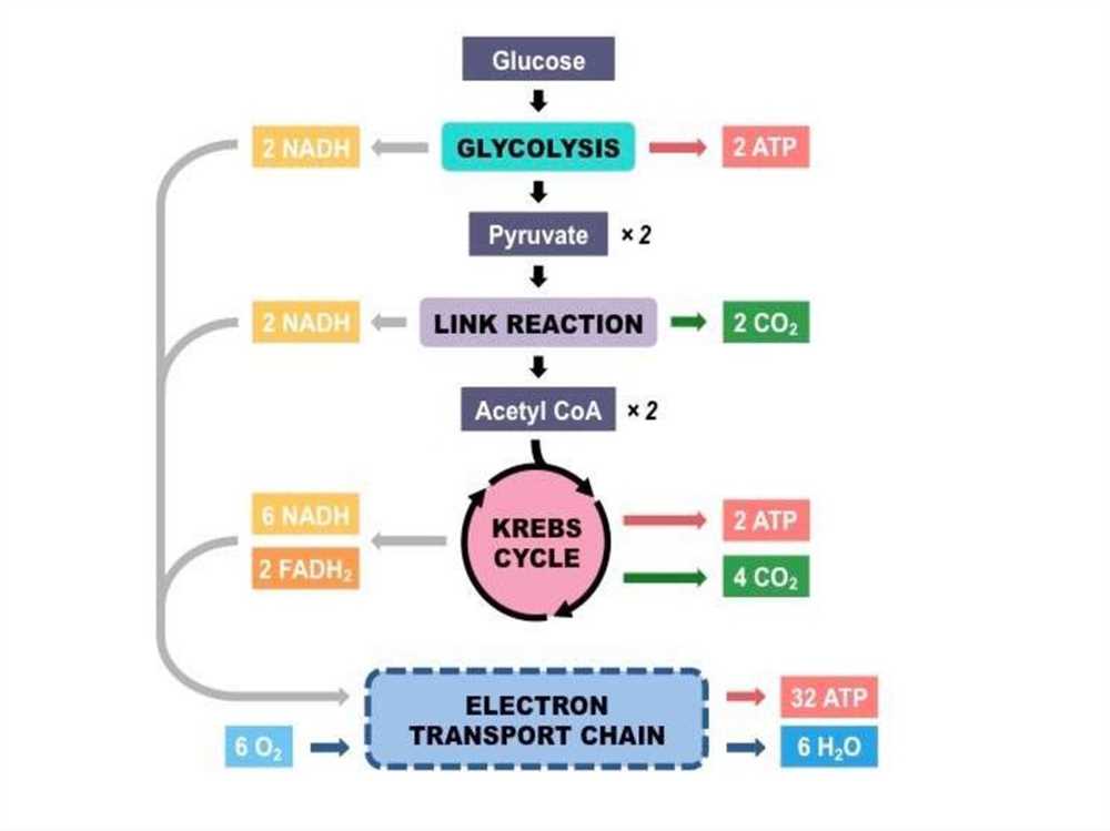 Cellular Respiration Graphic Organizer Answers