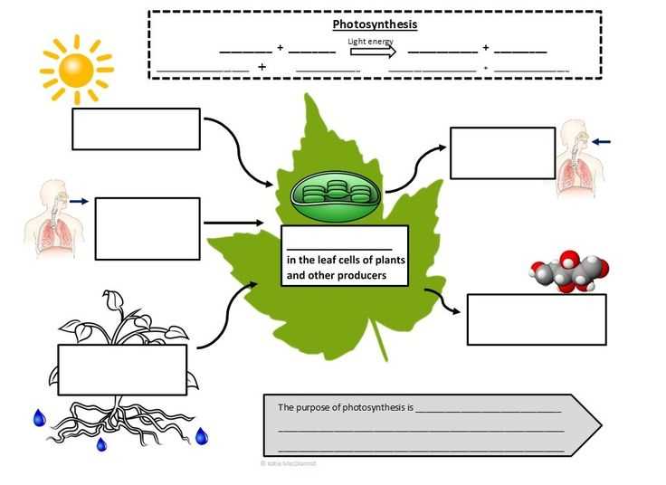 Electron Transport Chain: Powerhouse of the Cell