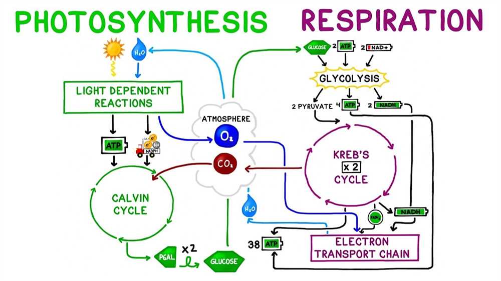 The Citric Acid Cycle: Generating Energy