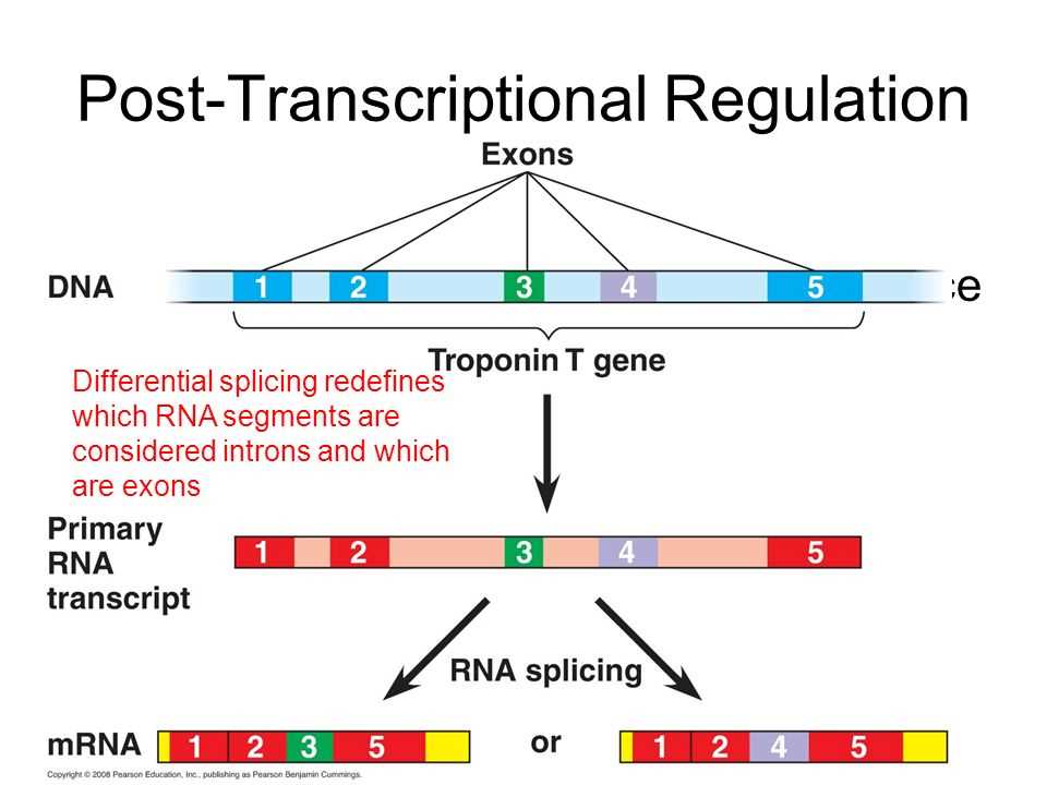 Chapter 18 Regulation of Gene Expression Reading Guide Answers