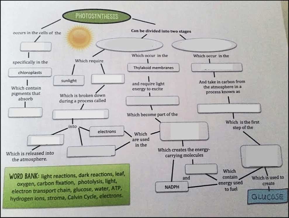 Processes of Evolution: Chapter 22 AP Biology Reading Guide Answers