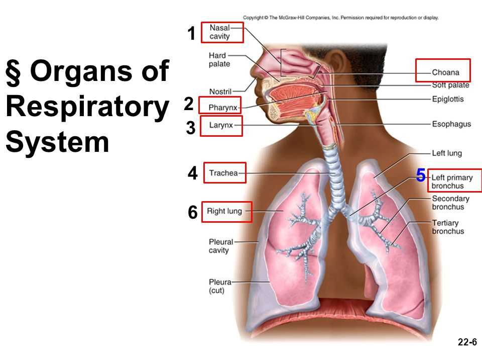 Chapter 22 the respiratory system multiple choice exam