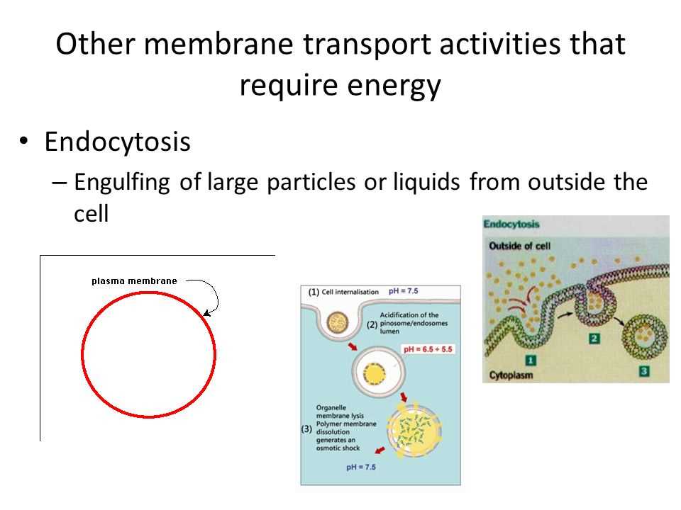 Passive Transport Mechanisms