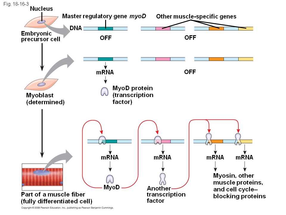 Transcriptional Regulation