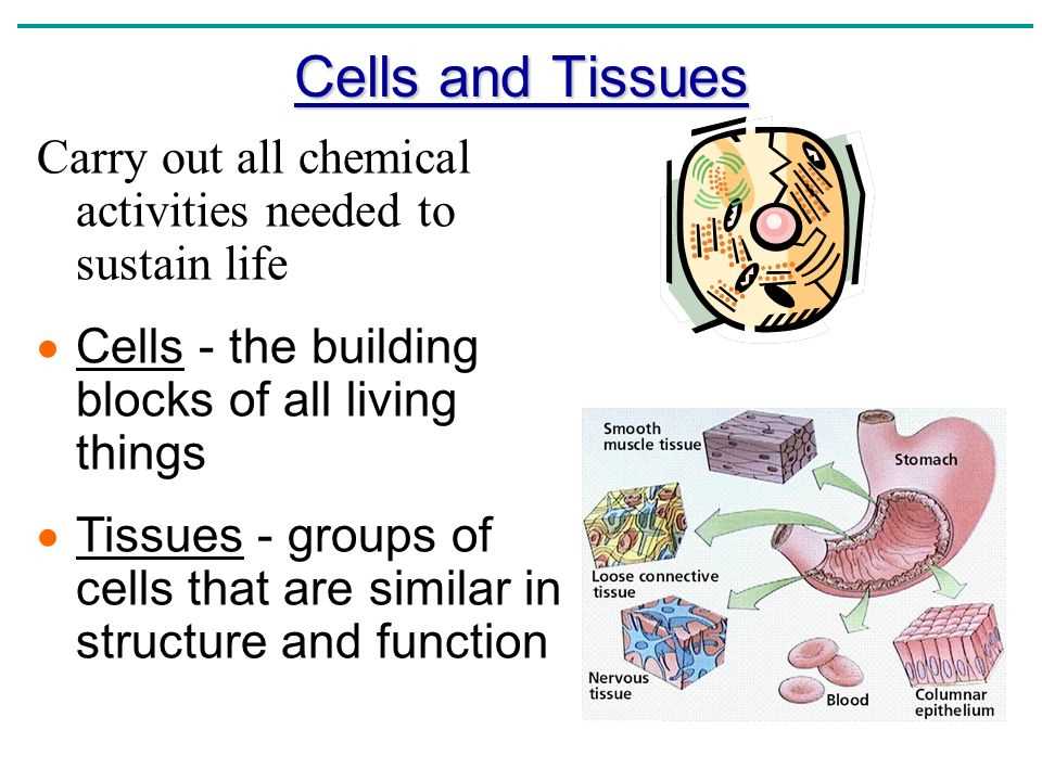 The functions of cells and tissues