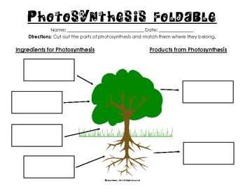 The Role of Chlorophyll in Photosynthesis: Key Points