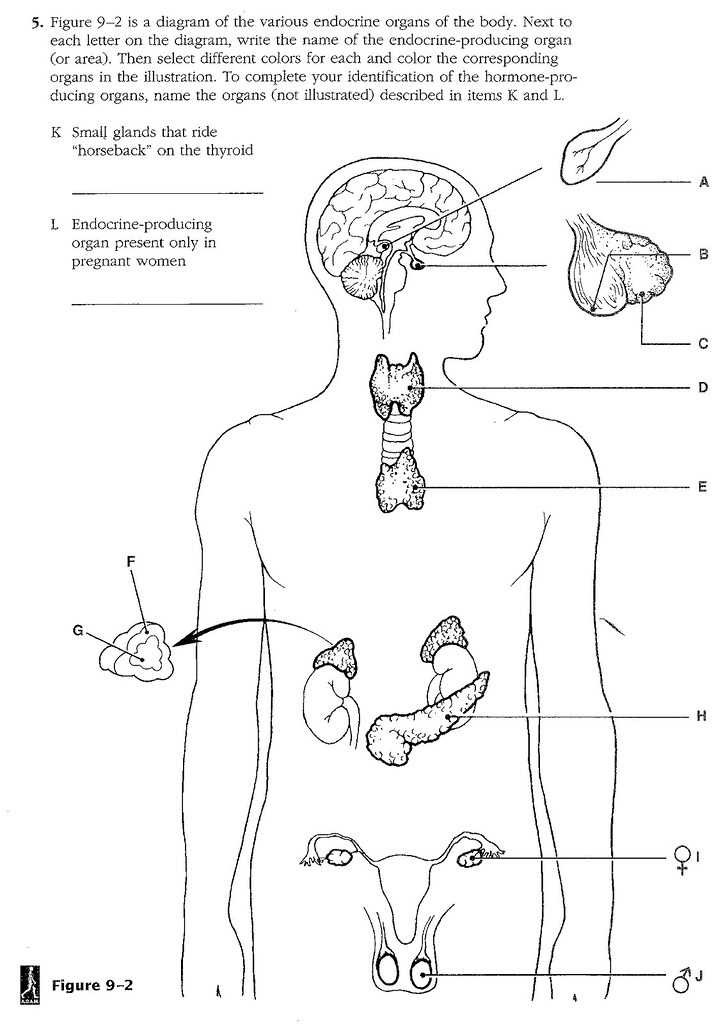 Chapter 9 Endocrine System Worksheet Answer Key