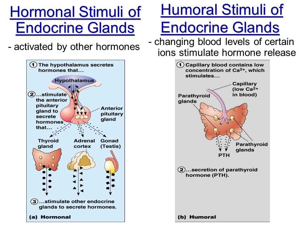 5. How do the hypothalamus and pituitary gland work together?