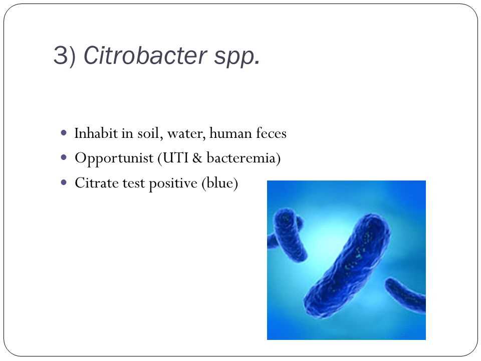 Citrobacter freundii citrate test