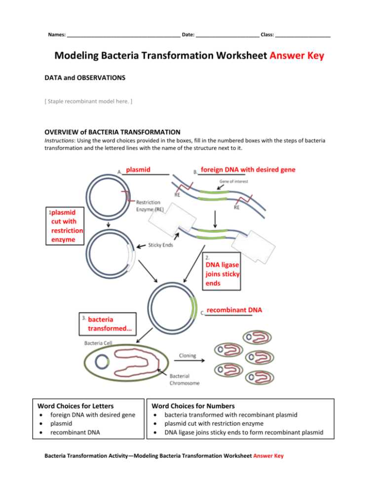 Steps involved in Restriction Enzyme Analysis