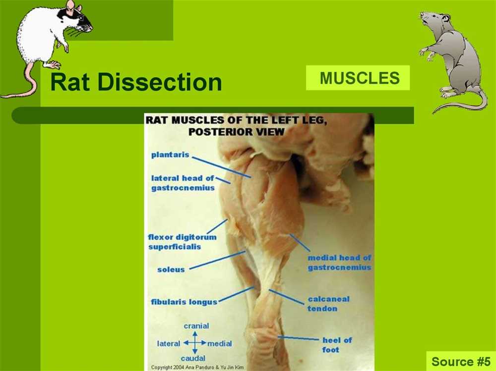 5. How can you ensure a successful and educational rat dissection experience?