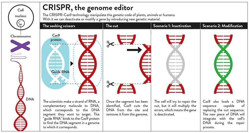 Dna and genes answer key