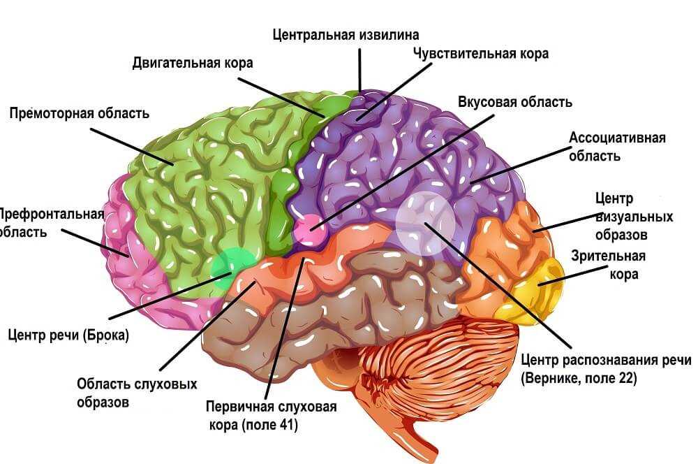 The Cerebral Cortex: The Thinking Cap of the Brain