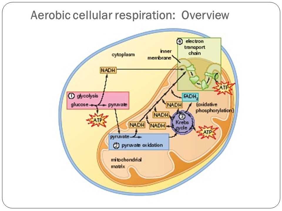 Glycolysis: The First Stage of Cellular Respiration