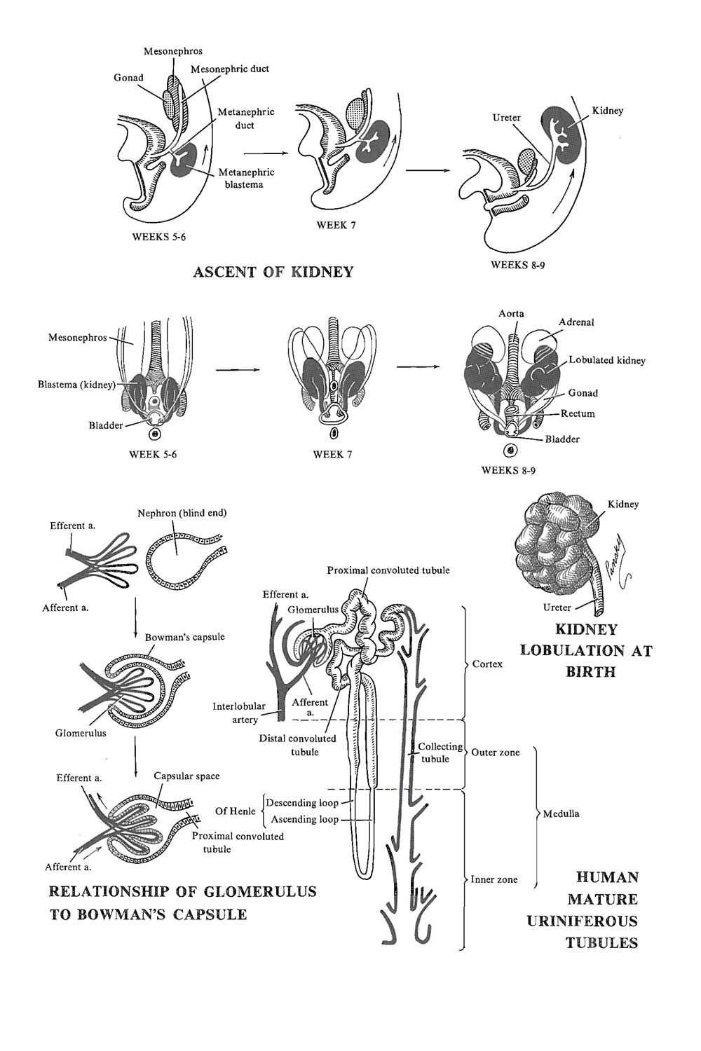 Ureters