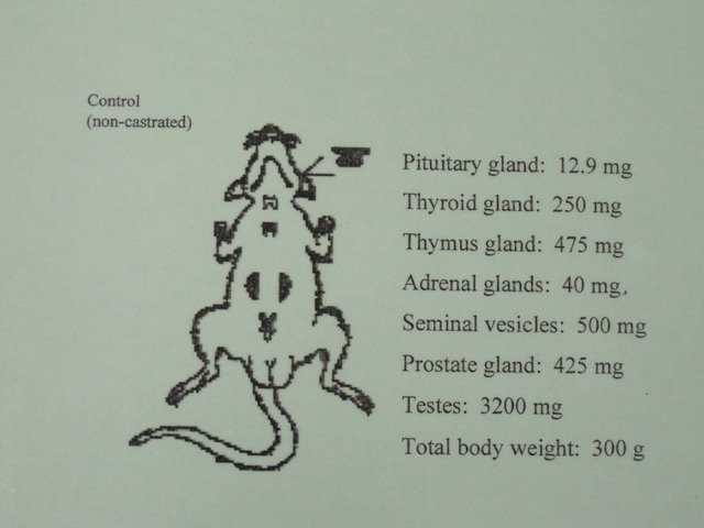 Endocrine Rat Lab Answer Key