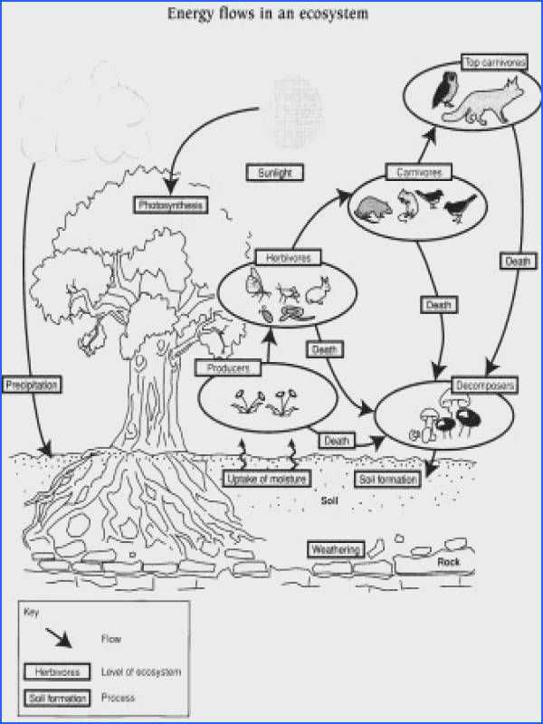 Step-by-Step Analysis of Energy Flow in an Ecosystem