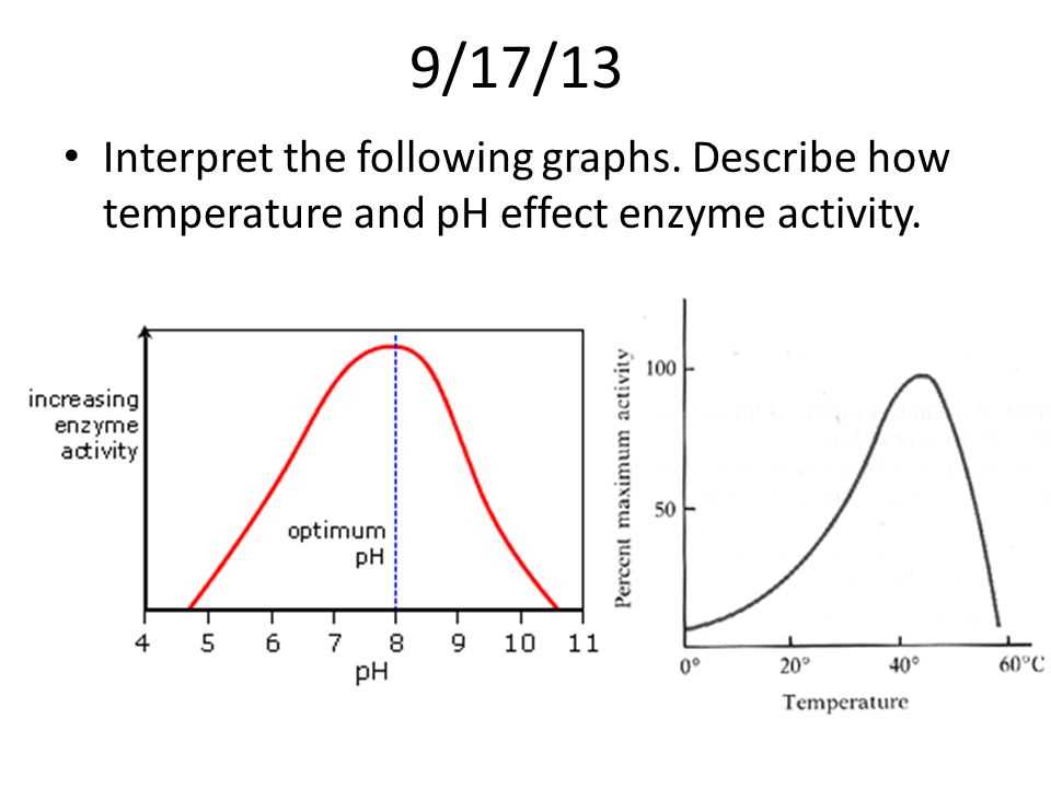 Understanding Enzymes