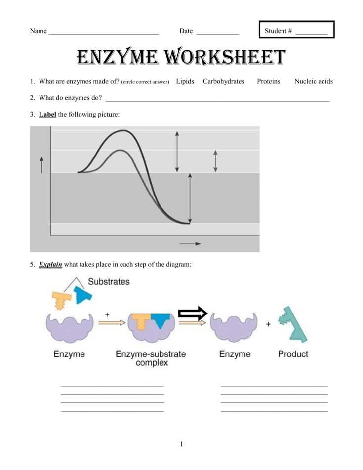 Enzyme graphing activity answer key