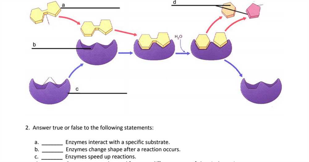 Enzymes questions and answers pdf