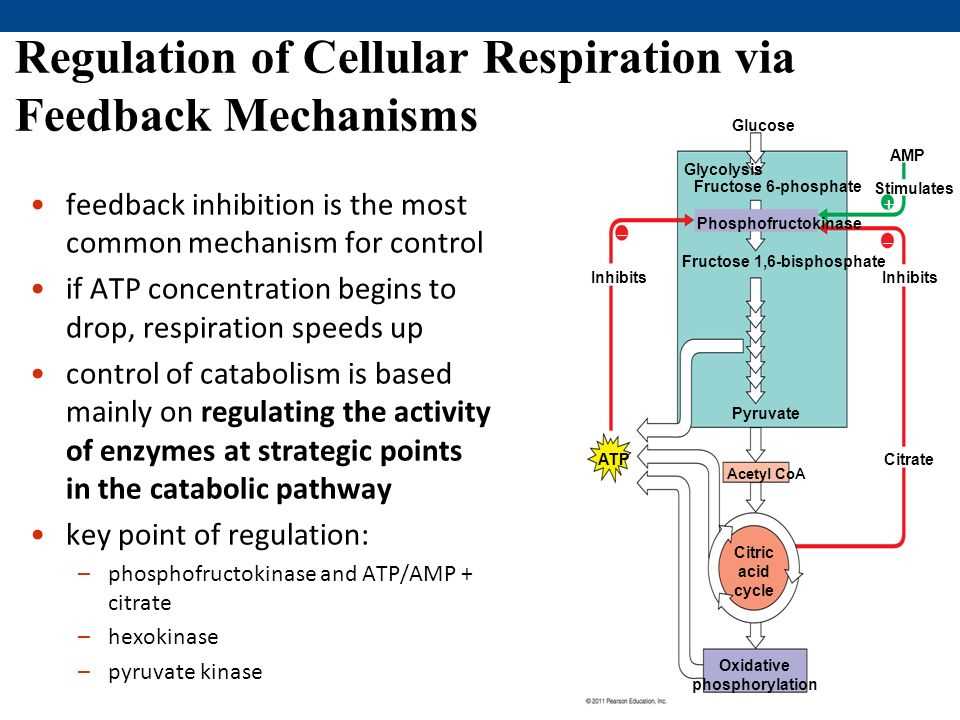 Enzymes and cellular regulation answer key