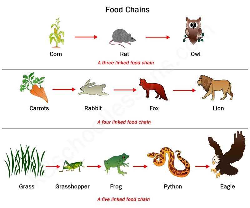 Student Exploration Food Chain Answers