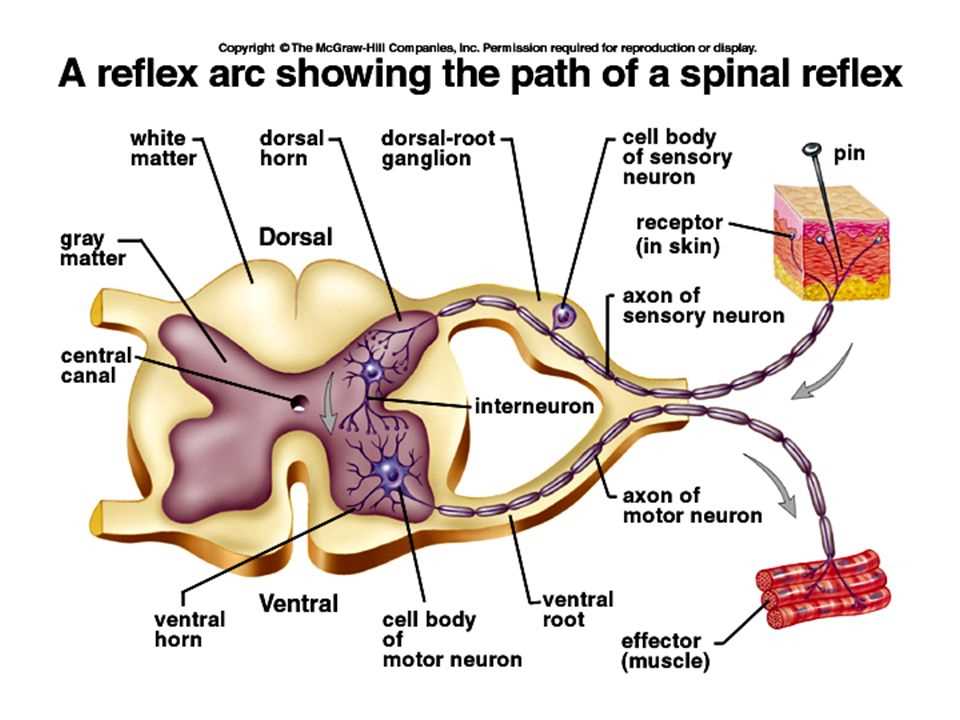 Cervical Segment: