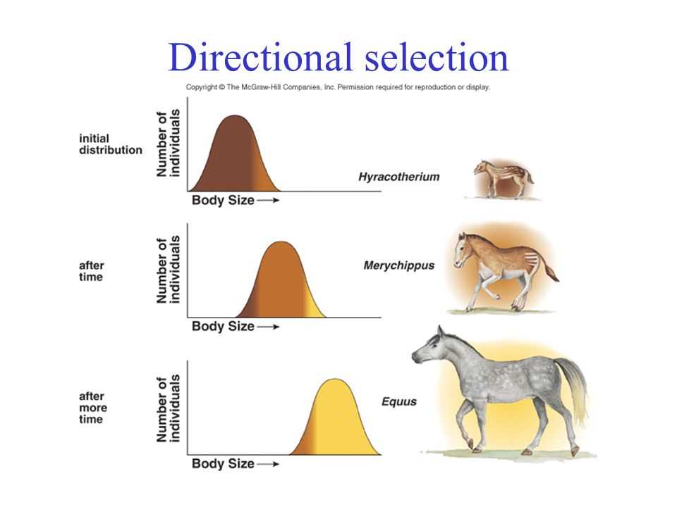 Tips for Answering Evolution and Selection POGIL Questions