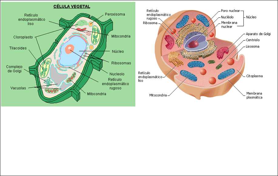 Types of cells and their characteristics