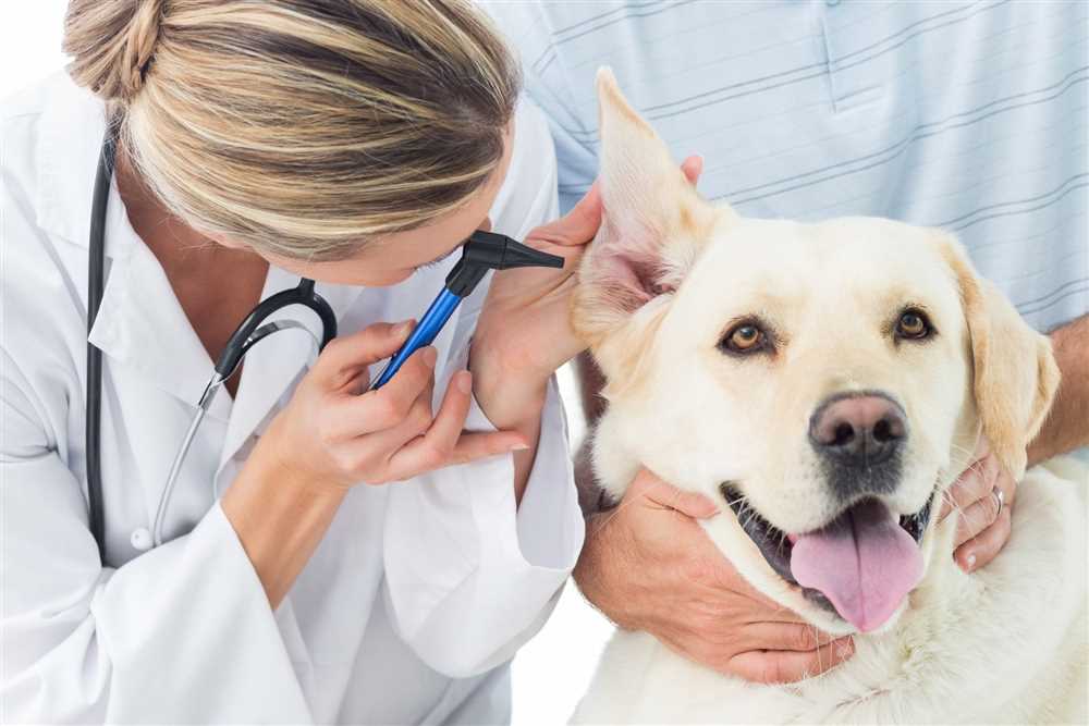 Why are veterinary exams important for your pet's health?