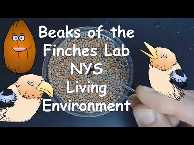 Understanding Natural Selection