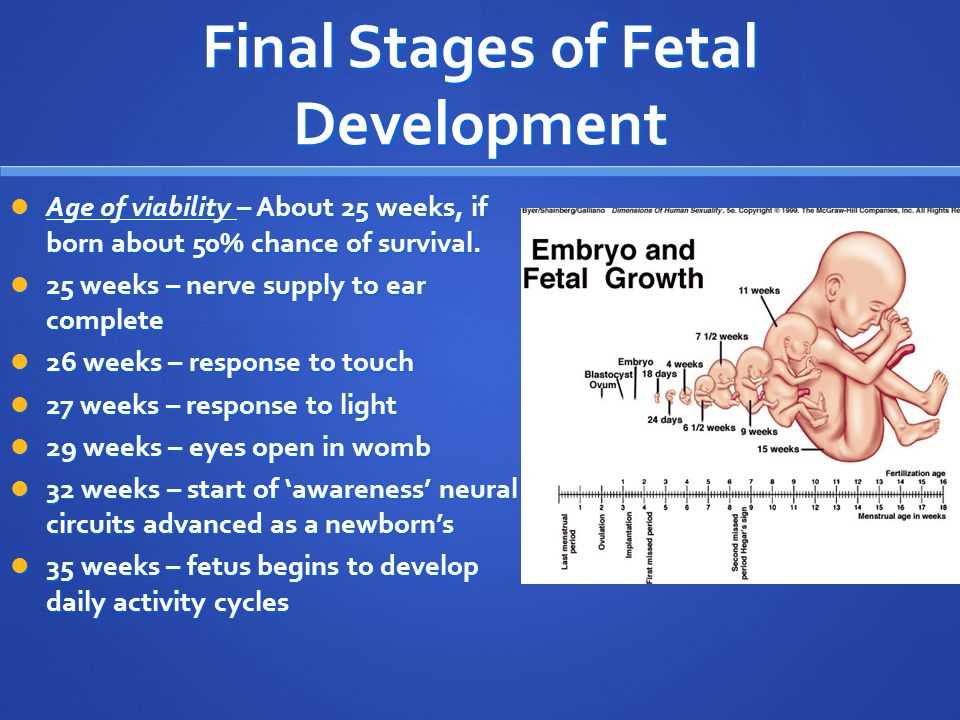 Fetal Stage