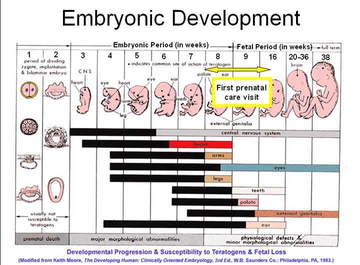 Development of the Musculoskeletal System