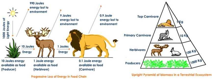 Understanding food chains