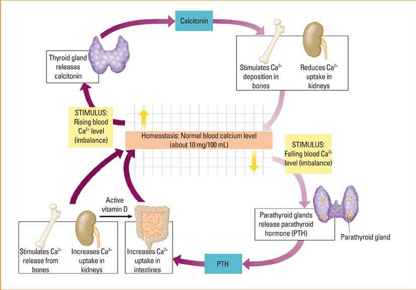 Understanding PTH (Parathyroid hormone) and its role in calcium homeostasis