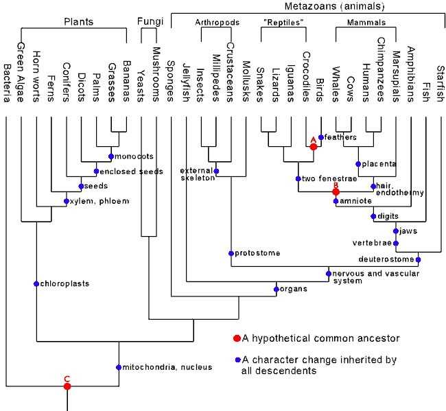 Phylogenetic Tree POGIL Answers - A Comprehensive Guide